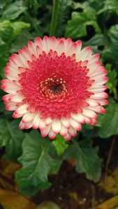 🌻ต้นเยอบีร่าสวยๆ🌻ส่งพร้อมดอกตูม🚒 ขนาดถุง4×8