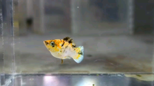 Pikachu Balloon Molly (Male) / 圆尾气球茉莉鱼 (公) (Not random fish)❗️Fish as same order❗️18