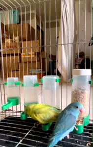 (พร้อมส่งจากไทย)ชุดให้น้ำให้อาหารนกอัตโนมัติ  หลอดให้น้ำนก หลอดให้อาหารนก พร้อมส่งจากไทย