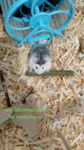 STICK RUMPUT TIMOTHY HAY - SNACK HAMSTER SUGARGLIDER KELINCI《PICTURE#1》