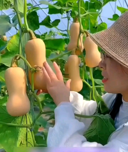 (KEMASAN PREMIUM) BIJI/BENIH LABU MADU BUTTERNUT WALTHAM ( isi -+10 butir)