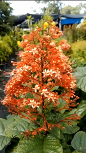 พนมสวรรค์สีแดง กระถาง 11 นิ้ว ต้นสวยและแข็งแรง (กทม)