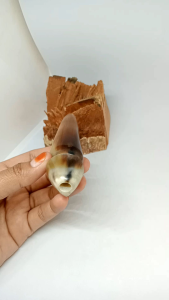 Once Cangklong Tanduk Kerbau Model Unik Minimalis M106