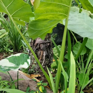 บอนกระดาษยักษ์เขียว ตัดไบ ตัดรากพร้อมปลูก