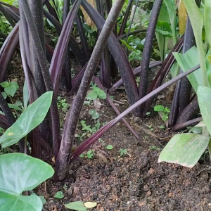 บอนกระดาบอนกระดาษดำ บอนกระดาษดำยักษ์ ส่งเป็นต้น ตัดราก ตัดใบ