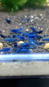 Blue Diamond - Neocaridina Shrimp 10 free 1 / 20 free 3