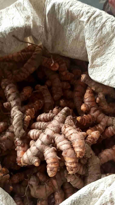 Kunyit kuning atau Kunyit Sayur Bumbu masak segar harga murah campur besar kecil