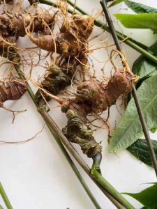 Sâm Lai Châu Hàng loại 1  sâm Việt