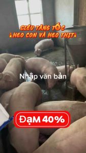 Tato Pig 1kg siêu tăng tốc dành cho heo con và heo thịt ham ăn nhanh lớn hồng da bung đùi nở vai tăng khung xương vỗ béo trâu bò dê cừu thỏ