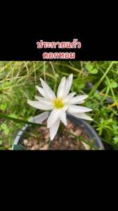 Z.หัวดอกบัวดิน ประกายแก้ว หัวละ 80 บาท