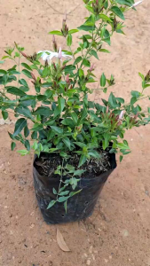 ต้นมะลุลี/สีชมพู/ดอกกลิ่นหอมติดดอกดกทั้งปี