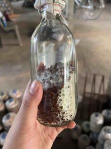 เชื้อเห็ดลมเห็ดบด หรือเห็ดกระด้างแบบขวดเหมาะสำหรับเจาะใส่ขอนไม้ ขวดละ 50 บาท