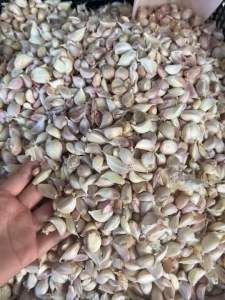 กระเทียมไทยแกะกรีบขนาด 1 กิโล 195 บาท สามารถเอาไปปลูกได้