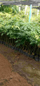 ต้นประดู่ป่า​ ขนาดต้น​สูง​40​ซม-50 ซม.​(1ชุด5ต้น)