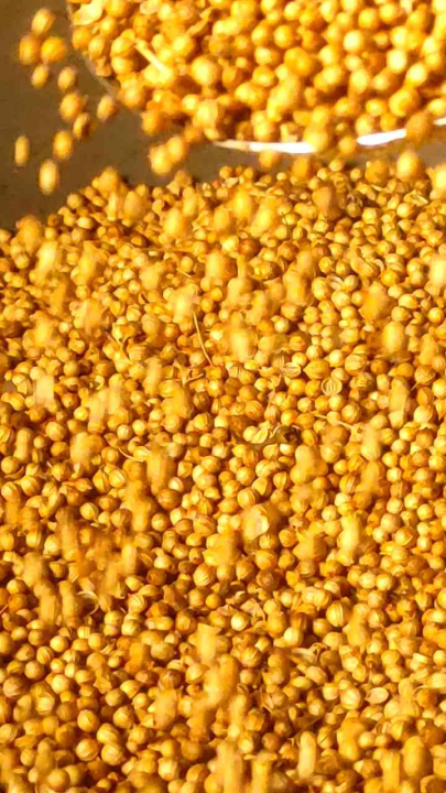 เมล็ดพันธุ์ผักชีไทย กลิ่นหอมมาก อัตราการงอกสูง พร้อมโปรส่งฟรี