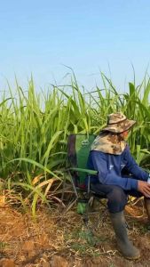 ของแท้!! ชุดคู่บำรุงเร่งการเติบโต (เอฟอช + แกรมม่าทู) ใบเขียว แตกใบใหม่ แตกกอใหญ่ เร่งผลผลิต ชุดใหญ่ ขนาด 1000 ซีซี