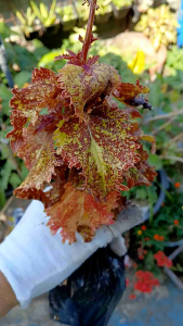 Coleus rare live plant with roots (in 3.5x3.5x8" nursery bag)