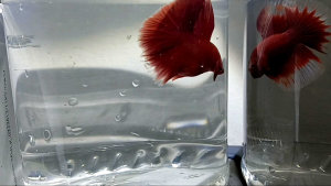 Red Halfmoon Betta（全红半月斗鱼）