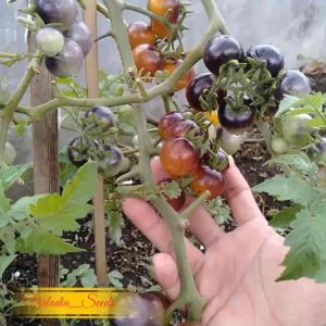 [Virladia Seeds] Biji Benih Tomat Indigo Gold Berries