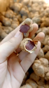 1Kg GỪNG ĐEN tím đậm (Ngãi đenngãi tím) nhà có củ này khỏi lo bị chơi ngãi luôn ạ..
