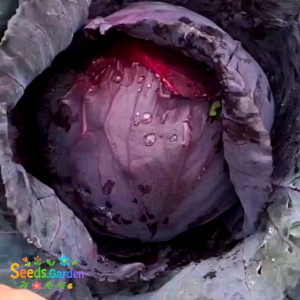 25 BUTIR BIJI/BENIH KOL UNGU CARBAGE PURPLE