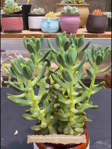 Succulent Dwarfing Agent Succulent Organic Fertilizer