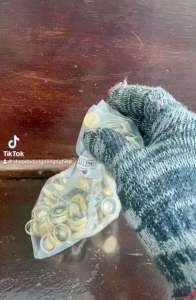 NẮP BÉC SI TRẮNG( 7000₫ 1 cái) KHÔNG SI (7000₫ 1 cái INOX(có pha 9000₫ 1 cái)