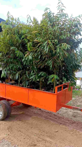 2 X ANAK POKOK MUSANG KING HYBRID 3 FEET +++TALL [WEST MALAYSIA ONLY]