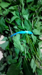 Daun Kumis Kucing Segar Fres Original 1 Kg