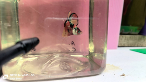 ikan laga斗鱼/打架鱼 betta fish-hmpk Candy gold galaxy（male）5／10 size jr