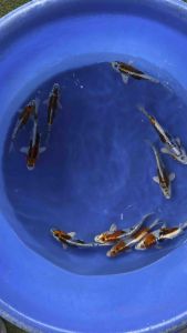 Japan Doitsu Matsuba 20–23cm from Marusei Farm - RM680 per koi + shipping RM60