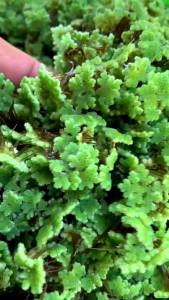 INDUKAN AZOLLA 1KG | BIBIT AZOLLA PAKAN TERNAK