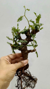 沙漠苏木稀有实生块根 Senna meridionalis