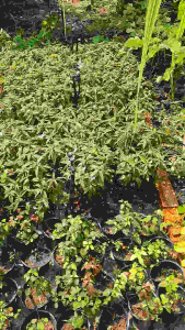 2 bầu cây thu.ốc dòi bọ mắm loại tím