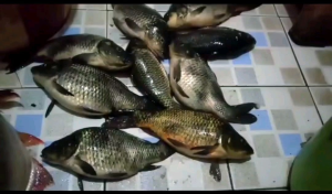 Esen Oplosan Terbaik untuk Galapung Ikan Mas