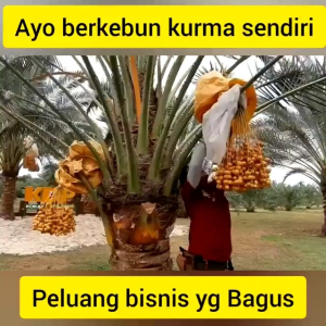 Bibit Kurma Merah 🌱 Satu Tahun Sudah Terbukti Ya Jenis Ajwa Bisa Berbuah Rimbun  Di Indonesia Bisa Ditanam Pot Atau Di Kebon  Pemesanan Bisa COD Bayar Di Tempat