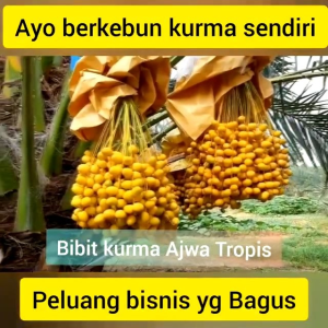 Selamat Datang Ditoko Kami Bibit Kurma Tropis Ajwa Usia 7 Bulan Sudah Terbukti Ya Jenis Ajwa Bisa Berbuah Rimbun  Di Indonesia Bisa Ditanam Pot Atau Di Kebon  Pemesanan Bisa COD Bayar Di Tempat