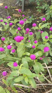 Pokok bunga butang warna purple