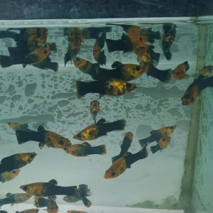 ikan moly golden black isi (20)