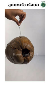 มะพร้าวรังกระรอก รังนกหยก มะพร้าวรังกระรอก ปลอดภัยสำหรับสัตว์เลี้ยง พร้อมเฉพาะถุงธรรมชาติ