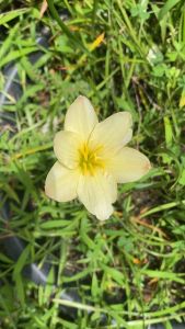 L.หัวดอกบัวดิน Noble Gold หัวละ 20 บาท