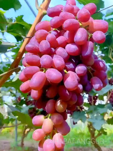 Bibit Anggur Import Autumn Pink Grafting Valid Murah Berkualitas