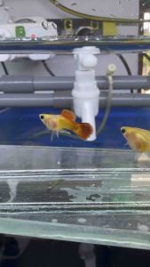 Royal sunset glassberry short body