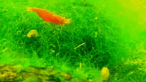 food for snails (buy rm5 free 5nails) Spirogyra algae / maidens hair algae / turtleweed algae / Chlorodesmis