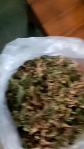 Teh Daun Pucuk Merah Kering Aroma Melati untuk Mengobati Gula Darah