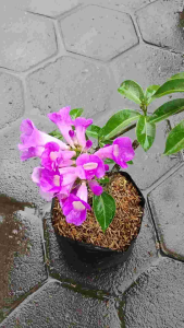 Garlic Vine (Mansoa hymenaea) -  - Pokok Bunga Bawang - लहसुन बेल Garlic Vine – Fragrant Leaves Purple Blooms Climbing Vine Pest Repellent Fast Growing LIVE PLANT