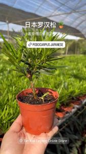 TKL - Podocarpus Seedling/ Podocarpus Japanese/Tiger Spot 兰屿罗汉松苗/日本罗汉松/大虎斑罗汉松