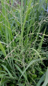 Peci PAKISTAN TERBARU: Desain Modern & Bahan Berkualitas