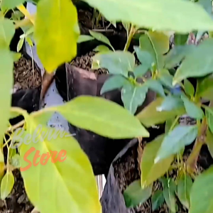 (-+100 butir) Benih tanaman cabai hitam | black chili import [kemasan pabrik]