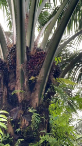 SBL MASTER PRO LONG M222A BAUT 4 ORIGINAL MALAYSIA